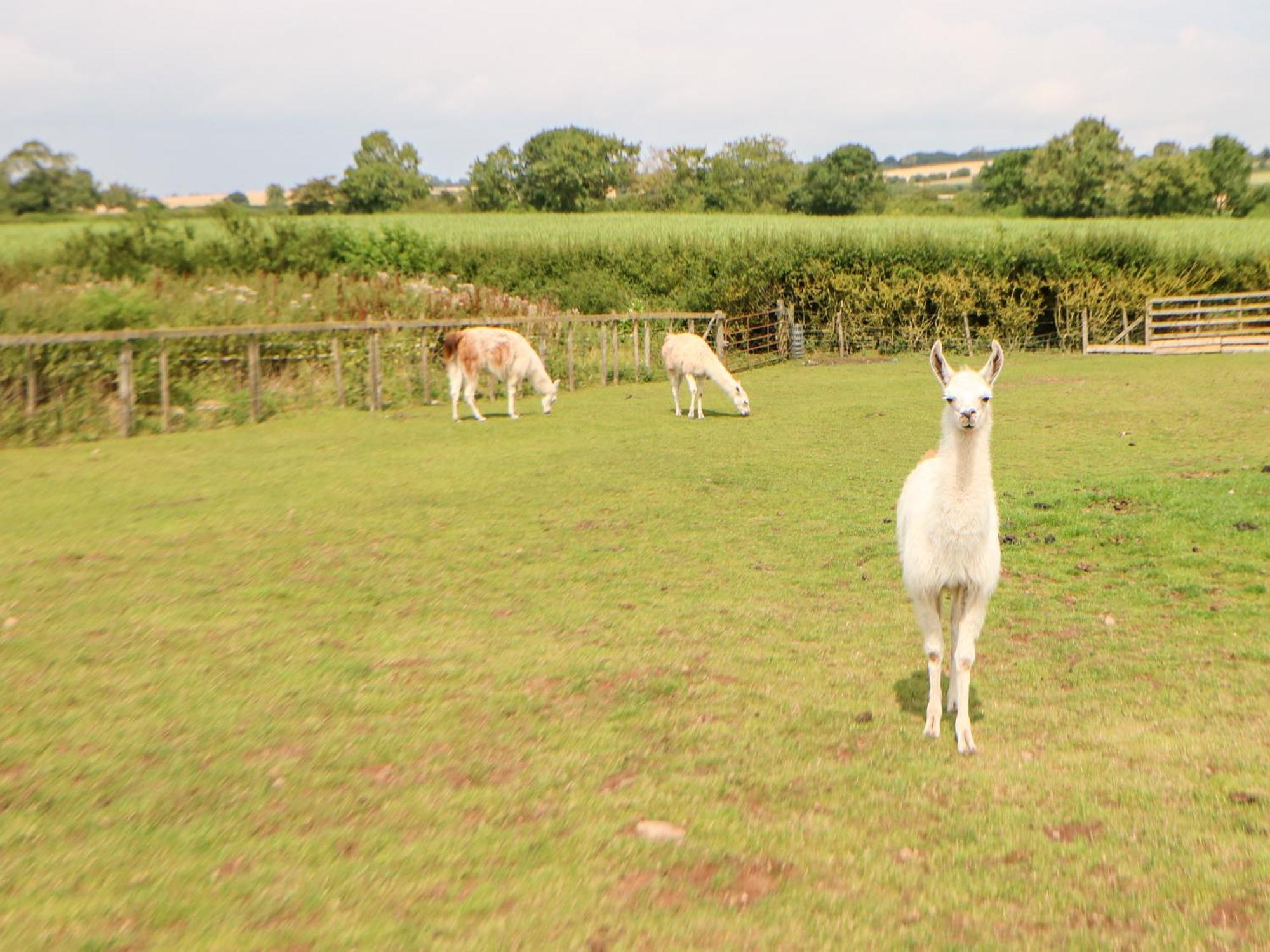 Villa Heathcliff Northallerton Esterno foto